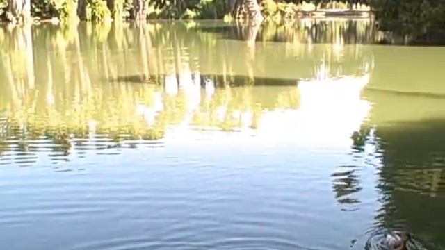 WF2000 Live Testing смотреть онлайн