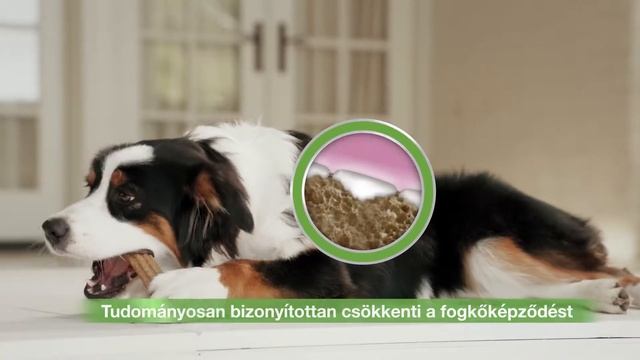 Nestlé Purina Dentalife смотреть онлайн