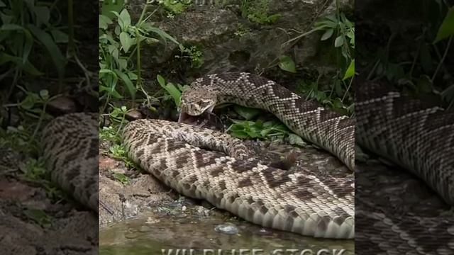 Reptile food chain смотреть онлайн