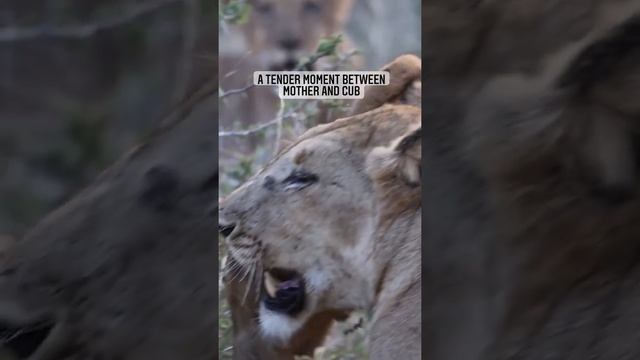 Wildlife 🔥🔥 смотреть онлайн