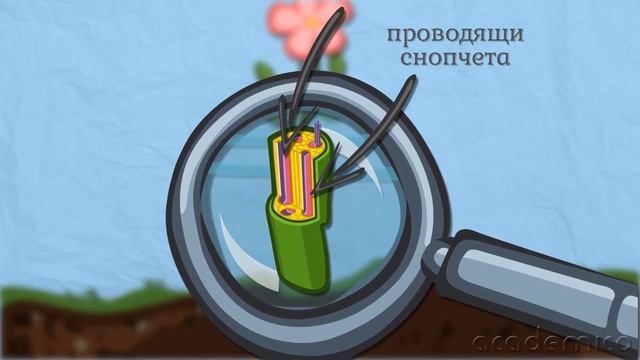 Движение на веществата в растителния организъм - Човекът и природата 6 клас | academico смотреть онлайн