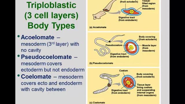 Entomology 1111 - 2018 - Lecture 3 - What is Life and Animal Phyla - Part 2 смотреть онлайн