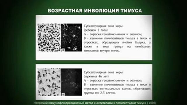 наномедицина и видовой предел человека смотреть онлайн