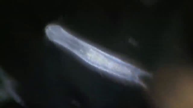 СБОРНИК САМЫЕ НЕВЕРОЯТНЫЕ ЭКЗОПЛАНЕТЫ КОГДА ЛИБО ОБНАРУЖЕННЫЕ Объекты за пределами системы смотреть онлайн