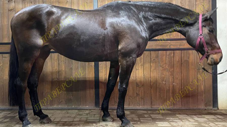 4923-1 Кобыла матка