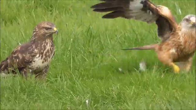 Red Kite and Buzzard смотреть онлайн