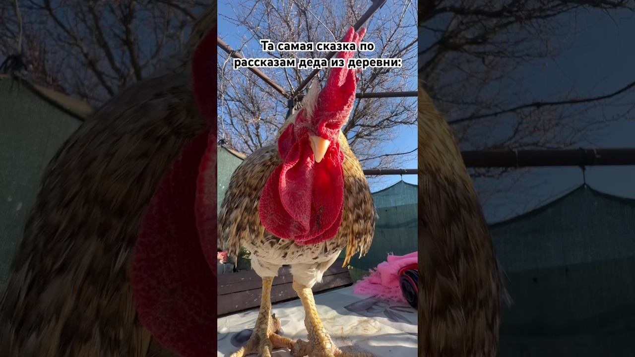 А сказка называется - два человека и петух смотреть онлайн