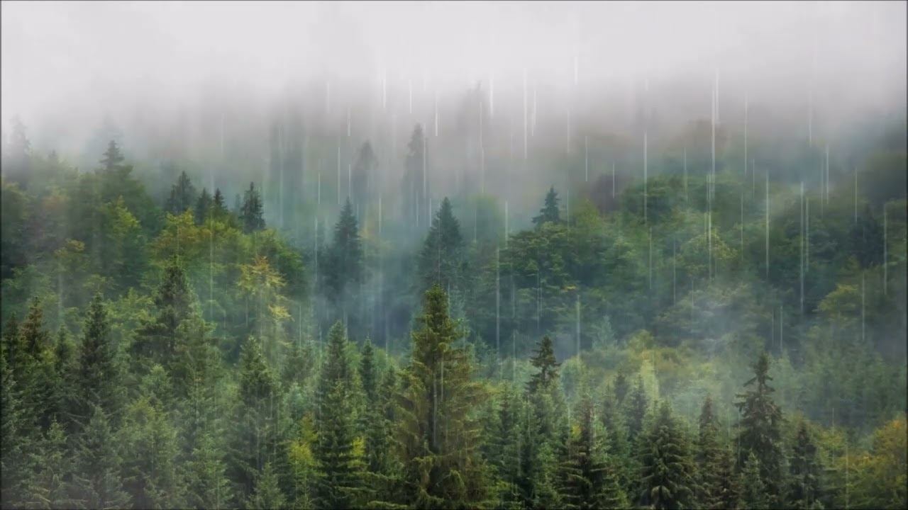 Live HD Wallpapers PC - Forest смотреть онлайн
