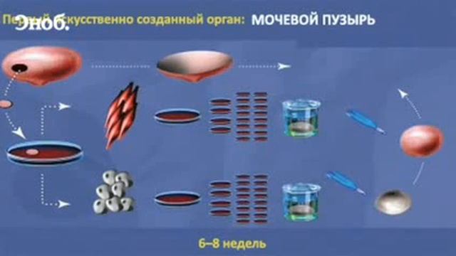 Энтони Атала Как напечатать сердце на принтере смотреть онлайн