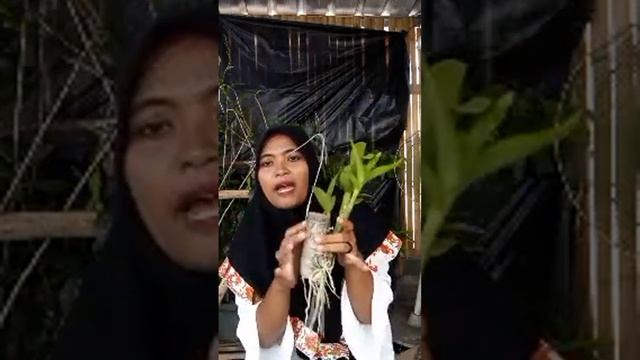LIVE PROMO ANGGREK JADULAN HARGA GROSIR/WA.085755328737