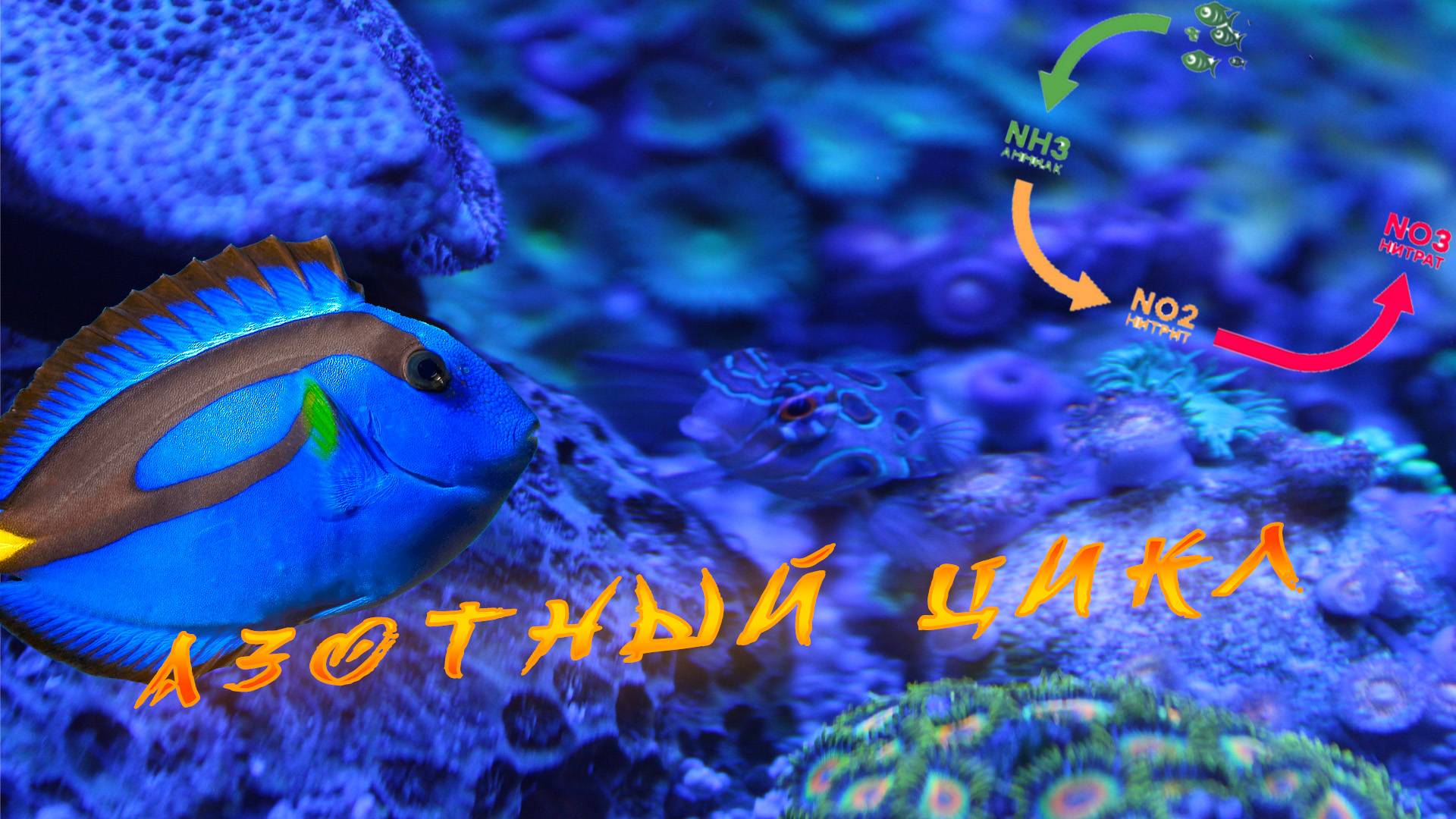 Нитрат и фосфат в морском аквариуме смотреть онлайн