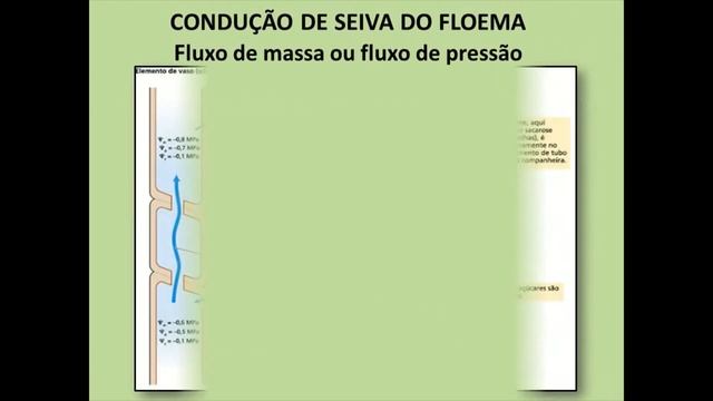 FISIOLOGIA VEGETAL смотреть онлайн