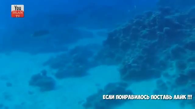 Красивое чтение Корана довёдший меня до слёз смотреть онлайн