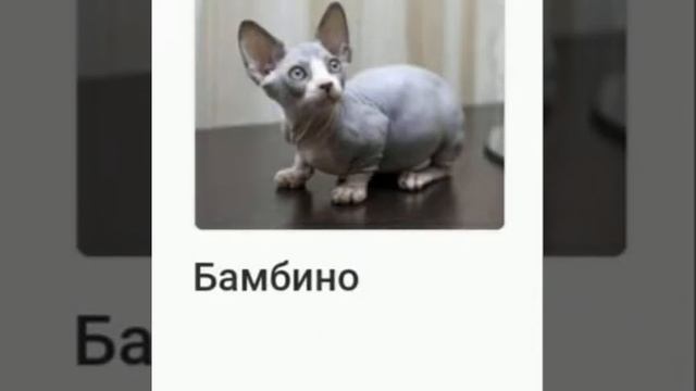Породы КОШЕК. смотреть онлайн