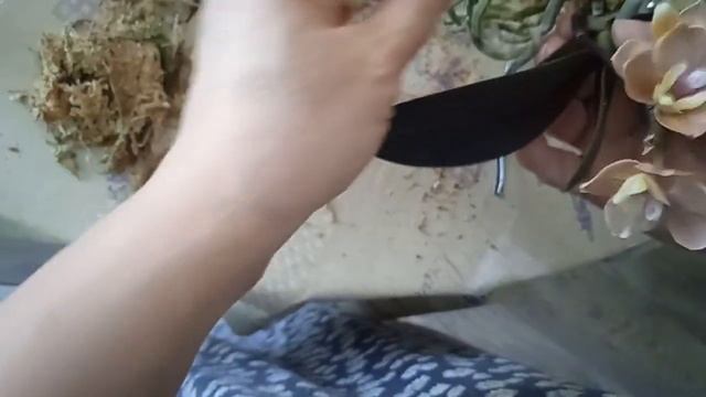 Комнатные растения#орхидея#пересадка смотреть онлайн