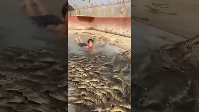Legendary Kid Swims with Hundreds of Nile Crocodiles