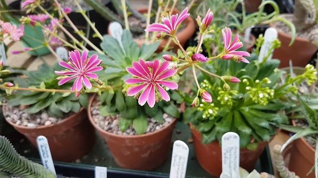Lewesia Cotyledon In Flower.