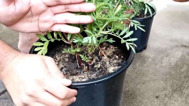 How To Use Bone Meal Powder as a Fertiliser for Plants | Benefits of Using Bone Meal Powder смотреть онлайн