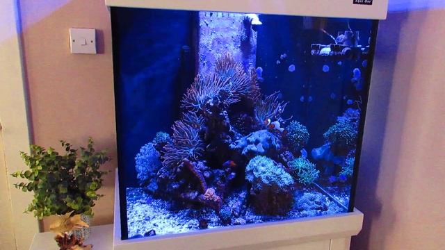 Aqua One Aquareef 195 - Mixed Reef & Bubble Tip Anemones смотреть онлайн