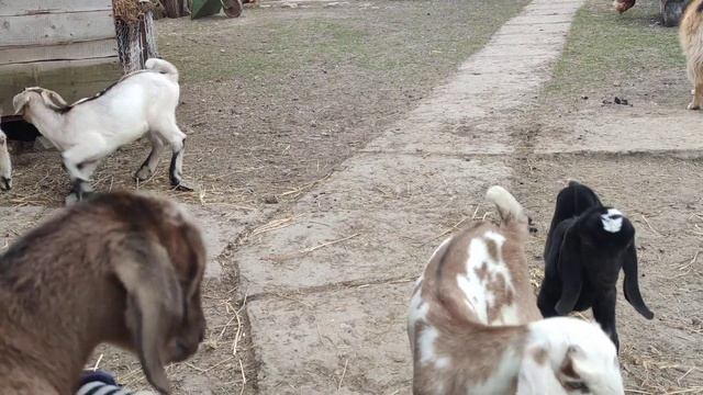 кого родила моя зірка смотреть онлайн