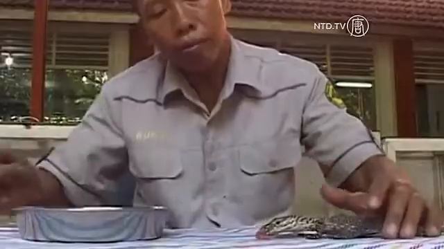 Indonesia Zoo Welcomes Seven Komodo Dragon Babies смотреть онлайн