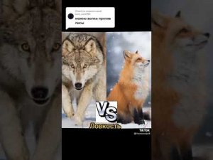 Волк VS Лиса