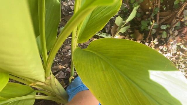 Куркума! Как вырастить свою куркуму и что с ней делать? смотреть онлайн