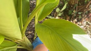 Куркума! Как вырастить свою куркуму и что с ней делать?