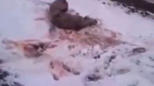 Волк нападает на охотника  Wolf attacks hunter