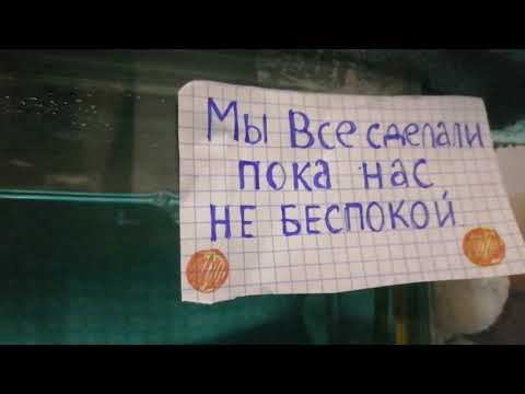Данио отнерестились.(БЫЛ УДИВЛЁН):):):):):):) смотреть онлайн