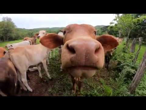 Costa Rica Sustainable Ranching - Hacienda Las Imagenes смотреть онлайн