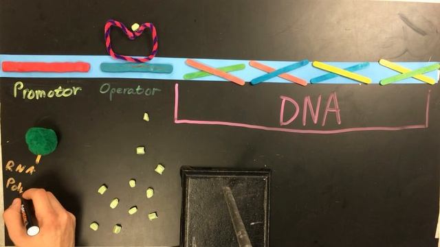 Gene Regulation by SAES AP Bio Students смотреть онлайн