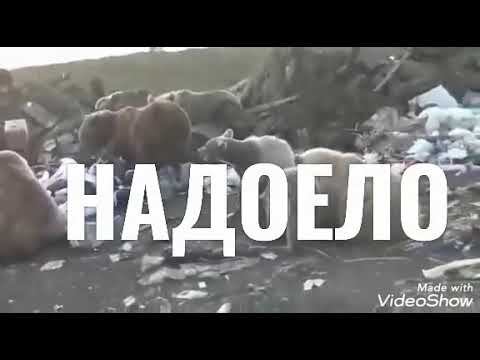 Голуби,медведи, Хабаровск, Россия.