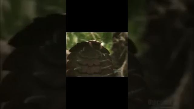 #Short | The animals you're glad were extinct смотреть онлайн