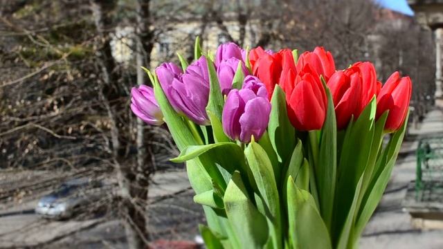 Весна прийшла (тюльпани) смотреть онлайн