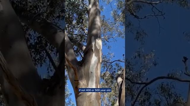 The Importance Of Paddock Trees | National Tree Day