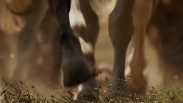 Gladiator Tribute | Honor Him