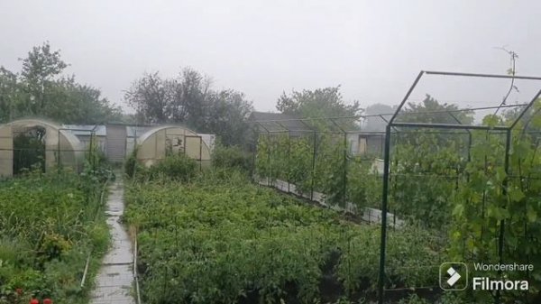 248. Как прополоть дачный участок за 8 минут.