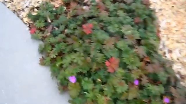Glenn's Garden.6 смотреть онлайн