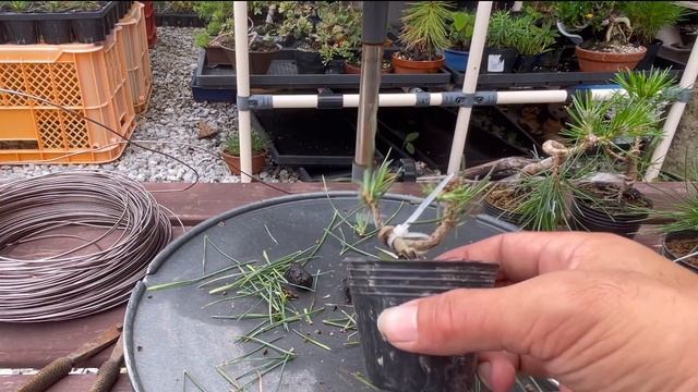 【黒松】ミニ盆栽、樹高5cm以下を作る！black pine bonsai смотреть онлайн