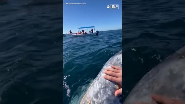 Tourists kiss friendly whale смотреть онлайн