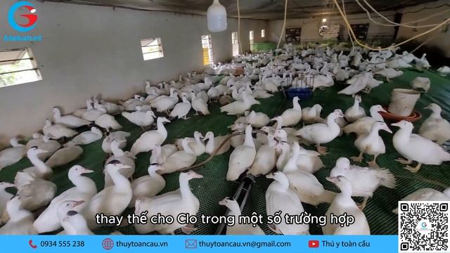 CÔNG DỤNG CỦA SẢN PHẨM AXIT HỮU CƠ TRONG CHĂN NUÔI| THÚ Y TOÀN CẦU | FARM VLOG смотреть онлайн