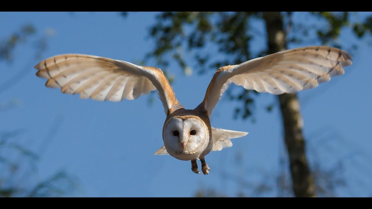 Barn owls смотреть онлайн
