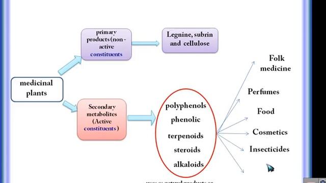 Medicinal Plants  Lectuer 6