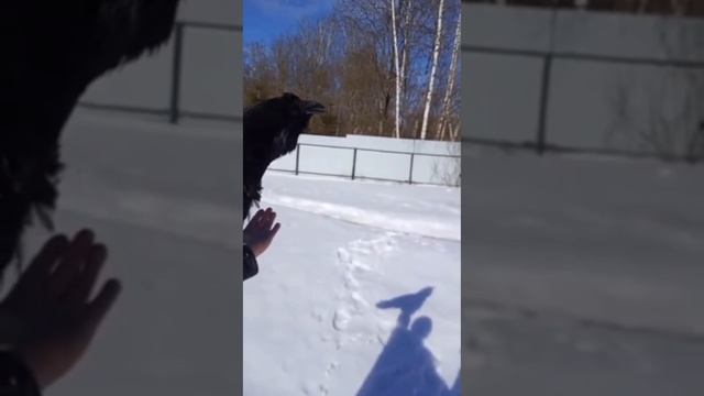 Ворон прилетел к жителю Сургута смотреть онлайн