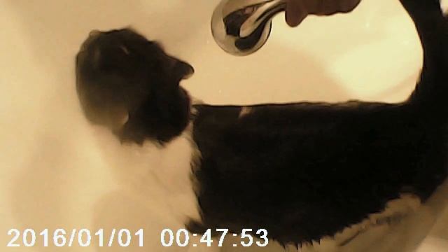 водные процедуры(жара) кота смотреть онлайн