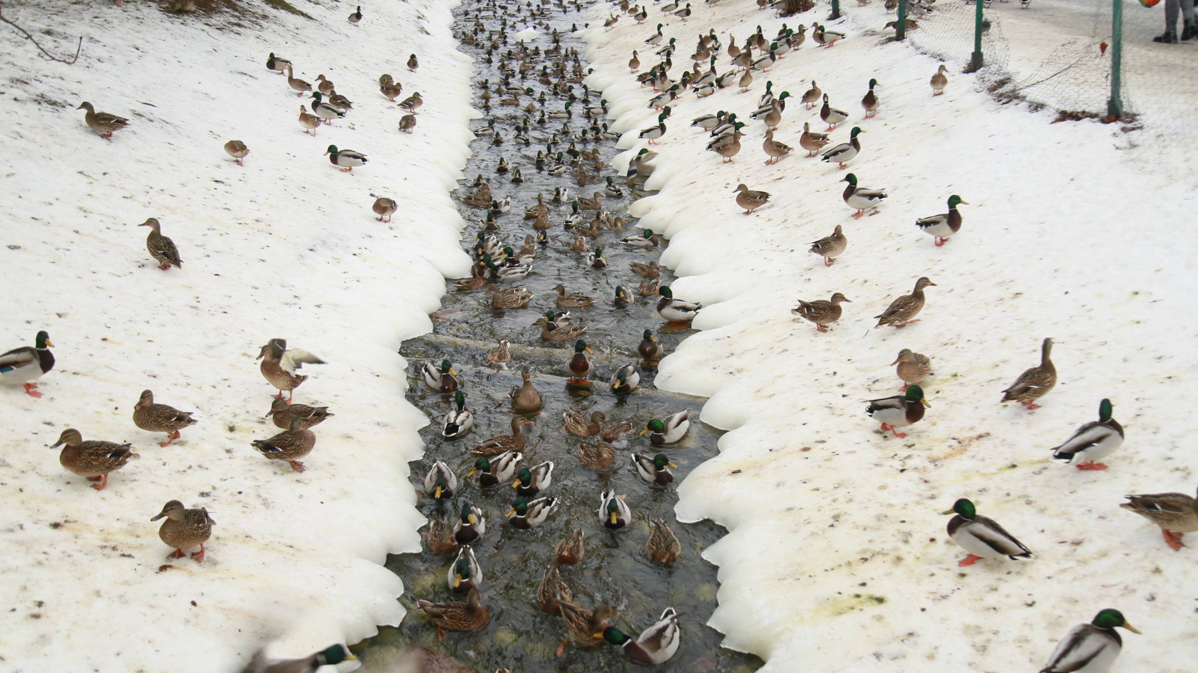 Ищем уточку Серая Шейка смотреть онлайн