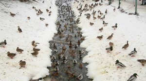 Ищем уточку Серая Шейка