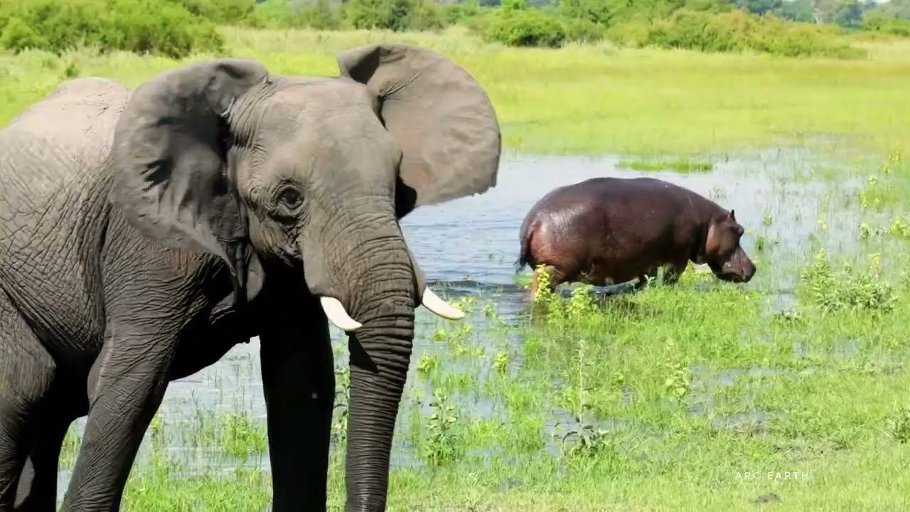 Elephants swimming in Botswana смотреть онлайн