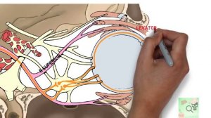 Глазодвигательный нерв. N. oculomotorius